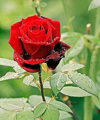 Rose Flower seeds for Planting Compact Growth Heirloom & GMO Free Seeds for Home Garden