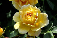 Goldish Yellow Rose Flower seeds for Planting - Drought Tolerant, Heirloom & GMO Free Seeds for Home Garden