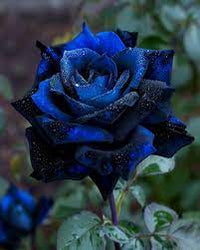Blue Black Roses planted along garden border
