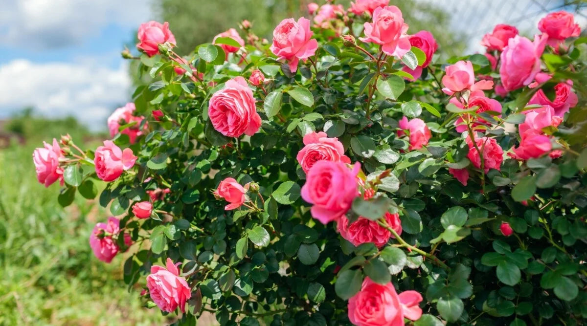 Rose Tree Flower seeds for Planting Sun Loving Heirloom & GMO Free Seeds for Home Garden