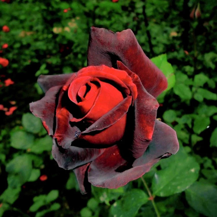 Maroon Rose Seeds for Planting - Grow Elegant Bold Roses in Your Garden