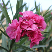 Nerium Flower seeds for Planting Pollinator Friendly Heirloom & GMO Free Seeds for Home Garden