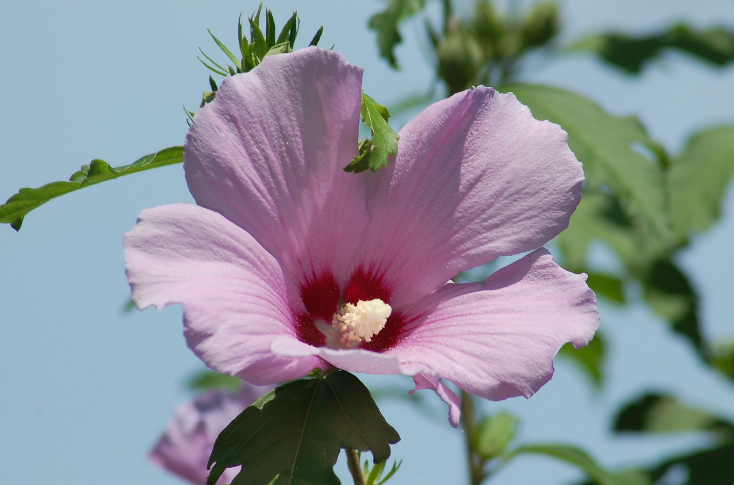 Sharon Hibiscus Flower seeds for Planting Bright Blooms Heirloom & GMO Free Seeds for Home Garden