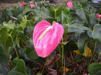 Rose Pink Anthurium Garden Seeds for Home Decor