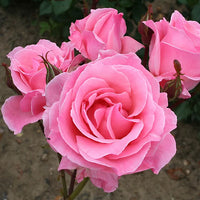 Rose Queen Elizabeth Flower seeds for Planting - Vibrant Colors, Heirloom & GMO Free Seeds for Home Garden