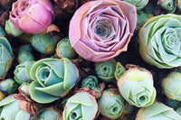 Purple Green Greenovia Flower Seeds for Planting Fragrant Blossoms Heirloom & GMO Free Seeds for Home Garden
 
 Sale