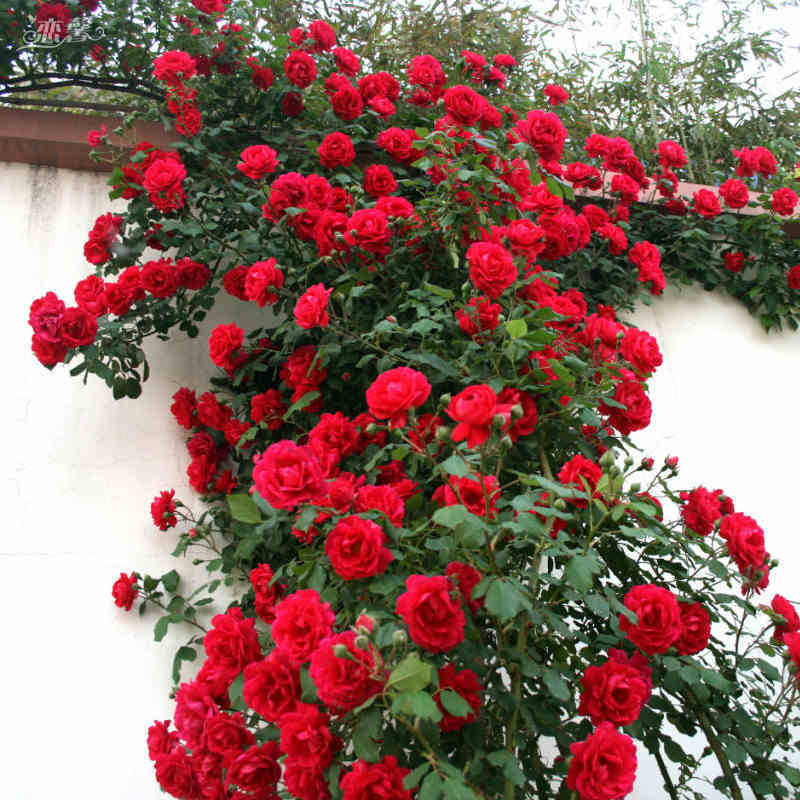 Red Holland Rose Flower Seeds for Planting Heirloom NonGMO Seeds for Beautiful Blooms Easy to Grow 
 
 Sale