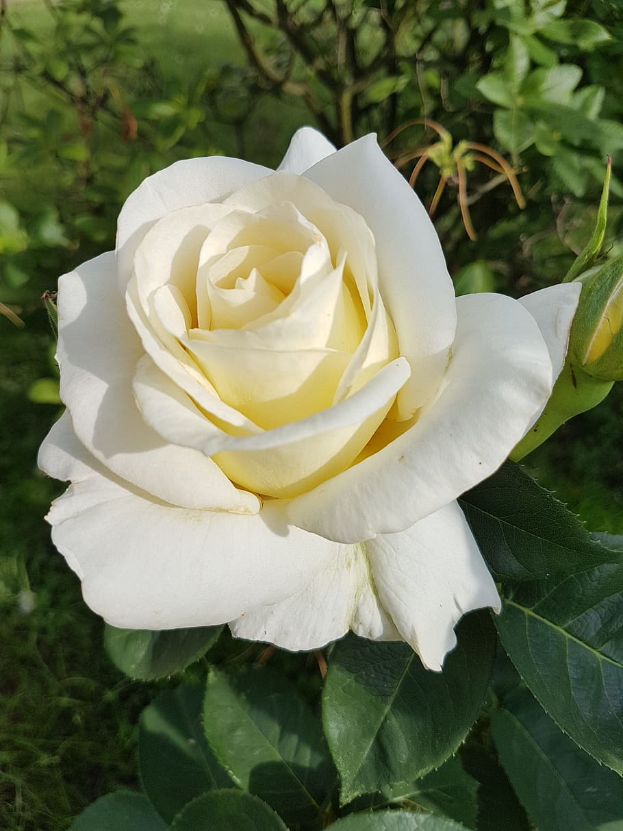 White Rose Flower seeds for Planting Seasonal Bloomer Heirloom & GMO Free Seeds for Home Garden