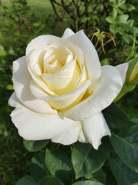 White Rose Flower seeds for Planting Seasonal Bloomer Heirloom & GMO Free Seeds for Home Garden