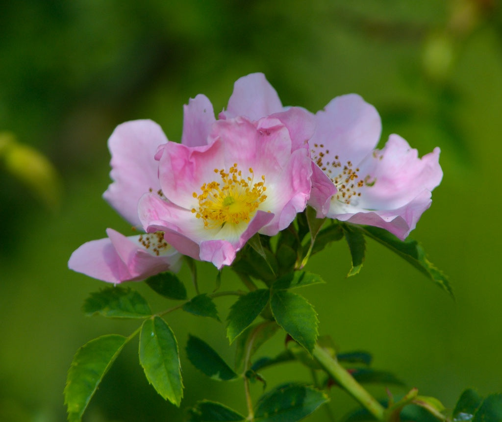 Canine Rose Flower seeds for Planting, Low Maintenance Heirloom & GMO Free Seeds for Home Garden