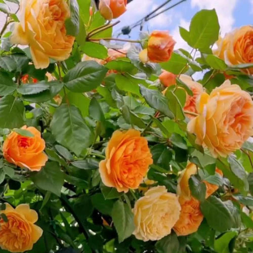Dark Orange Climbing Rose Seeds Flower seeds for Planting Hardy Variety Heirloom & GMO Free Seeds for Home Garden