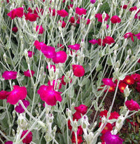 Pink Lychnis Flower seeds for Planting - Long Bloom Season, Heirloom & GMO Free Seeds for Home Garden