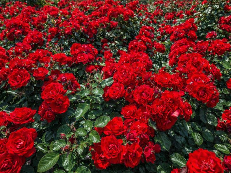 Red Rugrose Rose Flower Planting Seeds