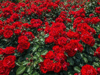 Red Rugrose Rose Flower Planting Seeds