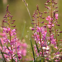 Willowherb Flower seeds for Planting - Fragrant Blossoms, Heirloom & GMO Free Seeds for Home Garden
