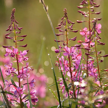 Willowherb Flower seeds for Planting - Fragrant Blossoms, Heirloom & GMO Free Seeds for Home Garden