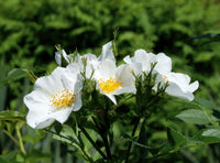 White Canina Flower seeds for Planting Drought Tolerant Heirloom & GMO Free Seeds for Home Garden
 
 Sale