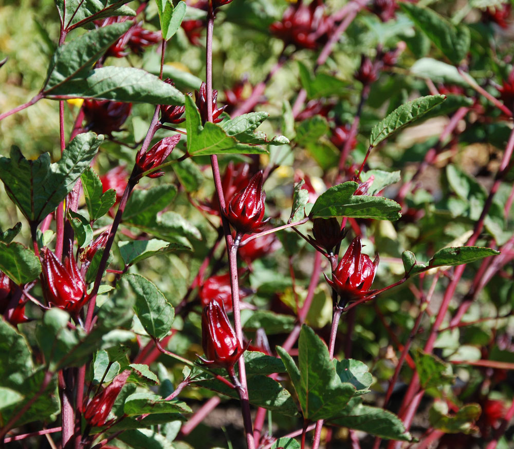 Roselle Hibiscus Sabdariffa Flower seeds for Planting - Cut Flower Favorite, Heirloom & GMO Free Seeds for Home Garden