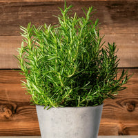 Rosemary Seeds Flower seeds for Planting Premium Quality Heirloom & GMO Free Seeds for Home Garden 
 
 Sale