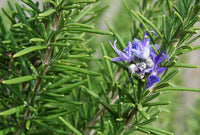 Rosemary Seeds Germinating in Well-Drained Soil
