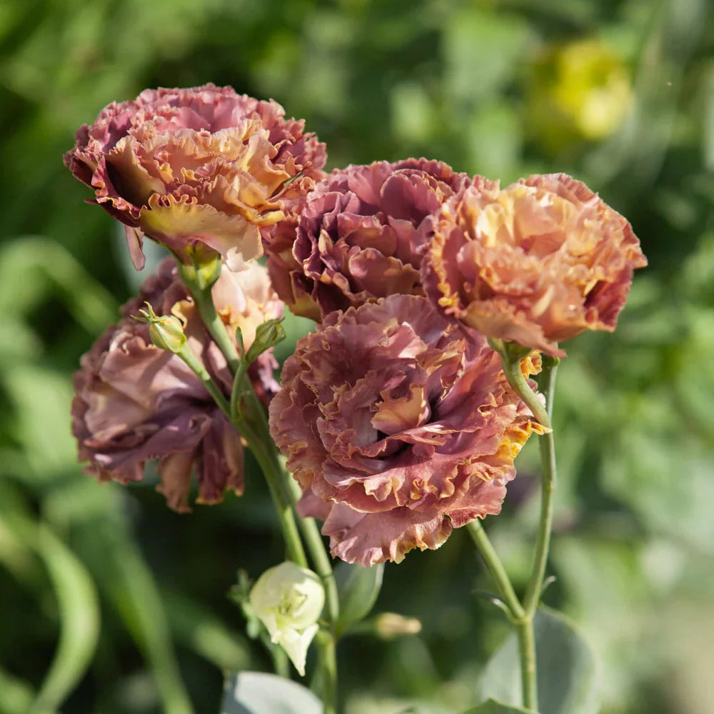 Rosanne 3 Brown Pelleted Lisianthus Flowers Seeds for Planting Heirloom and NonGMO Seeds for Home Garden 
 
 Sale