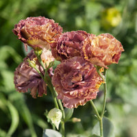 Rosanne 3 Brown Pelleted Lisianthus Flowers Seeds for Planting Heirloom and NonGMO Seeds for Home Garden 
 
 Sale