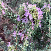 Pink Rosemary Flower seeds for Planting - Long Bloom Season, Heirloom & GMO Free Seeds for Home Garden
