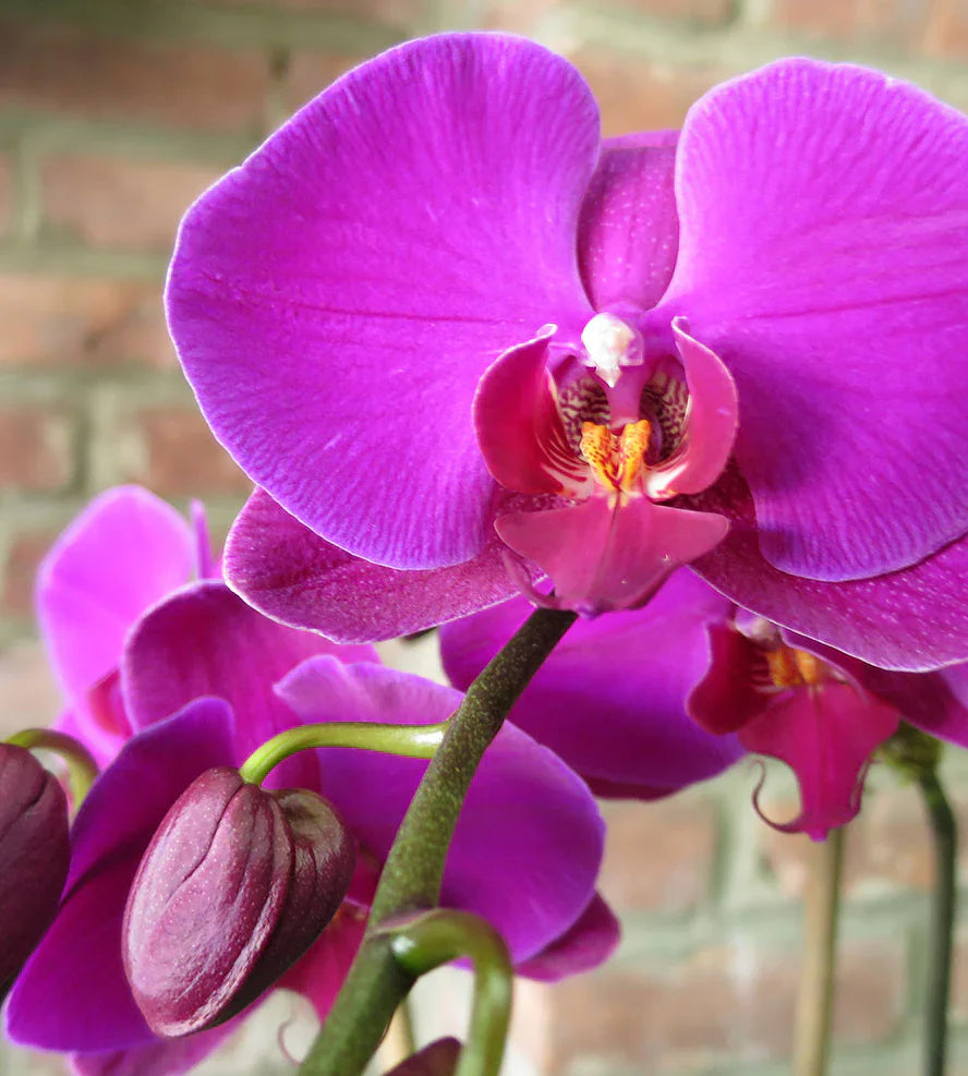 Purple Orchid Flower seeds for Planting Premium Quality Heirloom & GMO Free Seeds for Home Garden