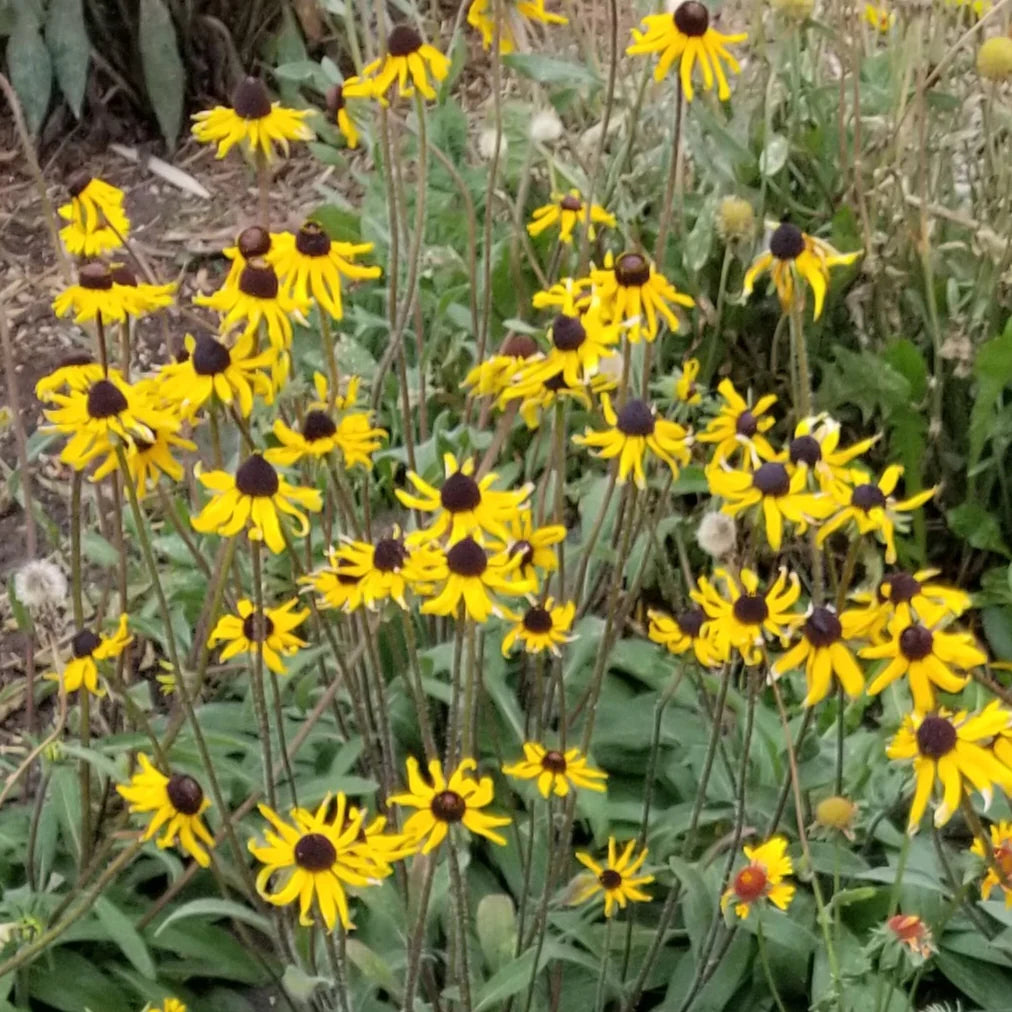 Black Eyed Susan Seeds for Planting | Vibrant Flower Seeds for Your Garden