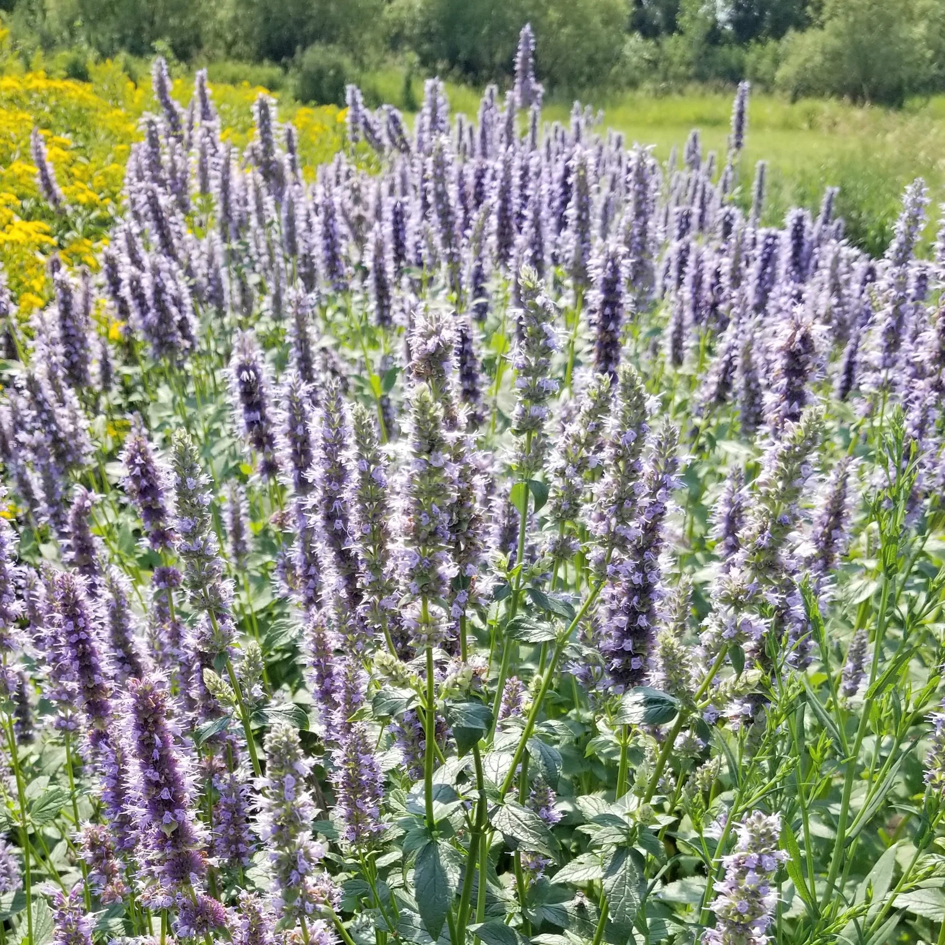 Agastache Mexicana Flower seeds for Planting Hardy Variety Heirloom & GMO Free Seeds for Home Garden
