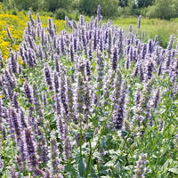 Agastache Mexicana Flower seeds for Planting Hardy Variety Heirloom & GMO Free Seeds for Home Garden
