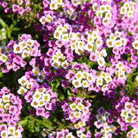 Alyssum Royal Carpet Flower seeds for Planting Seasonal Bloomer Heirloom & GMO Free Seeds for Home Garden