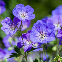 Blue Geranium Flower Seeds Pelargonium spp. for Planting in Flower Border and Garden Bed
