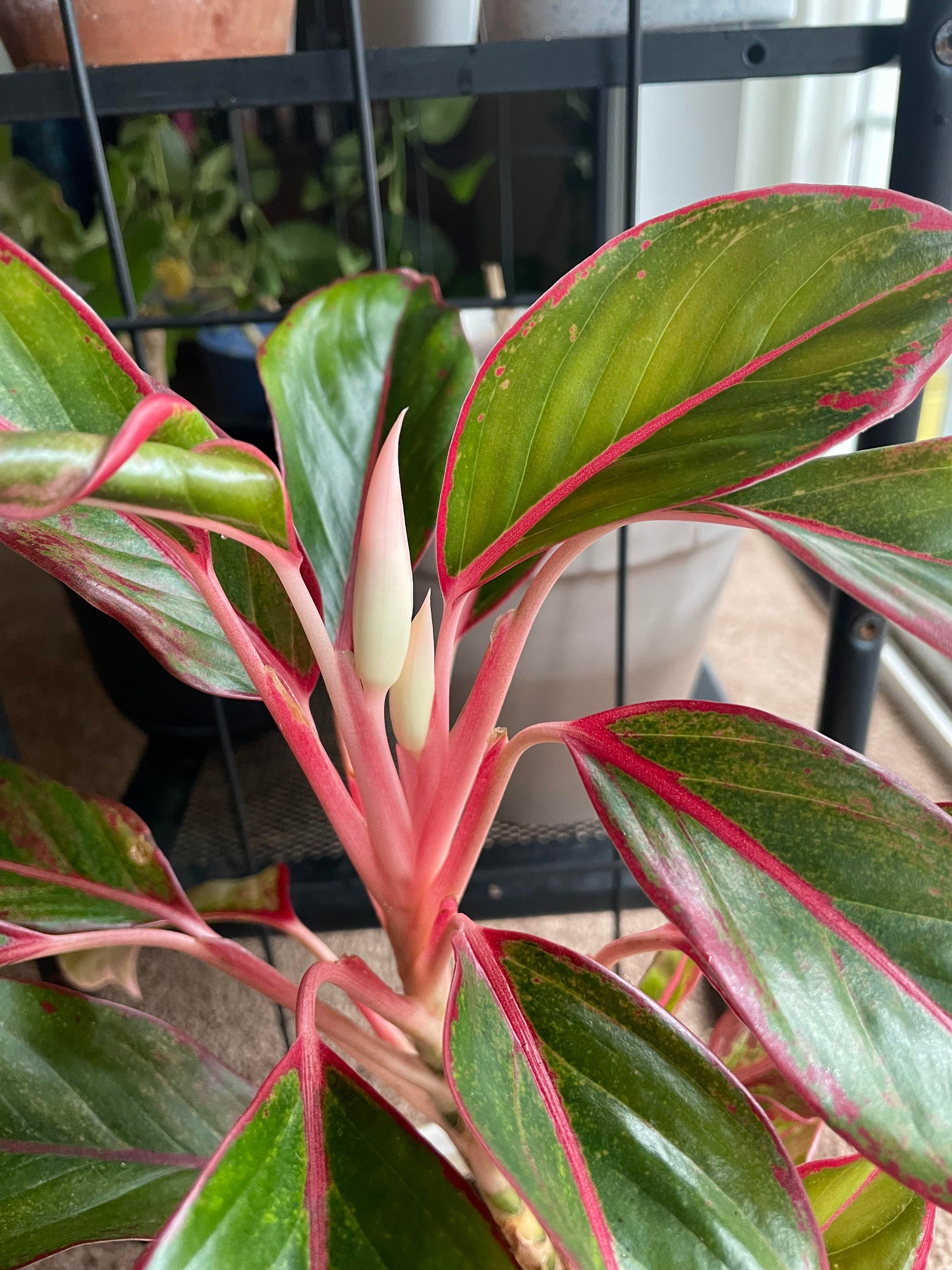 Aglaonema Flower seeds for Planting Cottage Garden Essential Heirloom & GMO Free Seeds for Home Garden