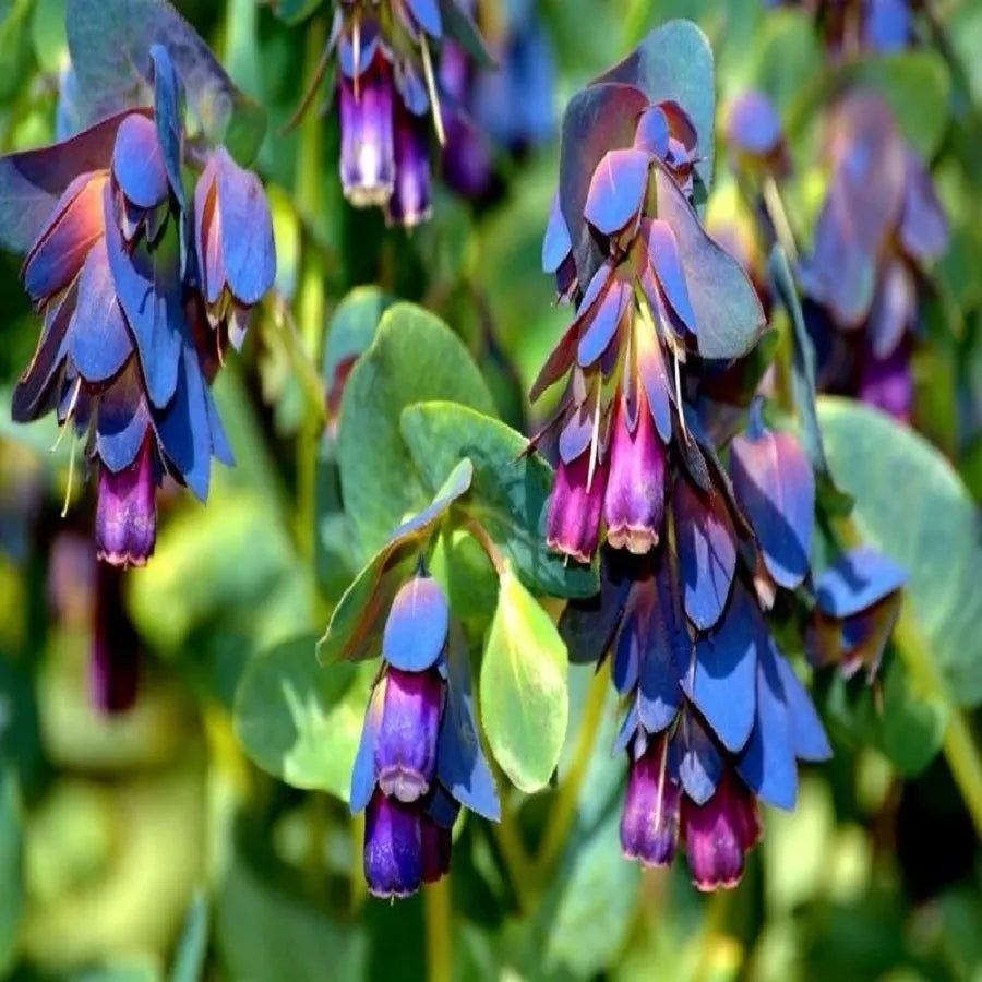 Blue Cerinthe Flower Planting Seeds