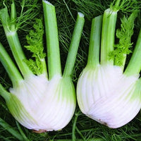 Green and White Florence Vegetable Planting Seeds