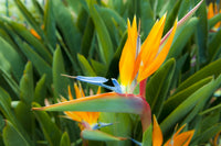 Orange Violet Strelitzia Flower seeds for Planting - Fragrant Blossoms, Heirloom & GMO Free Seeds for Home Garden