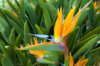 Paradise Flower seeds for Planting Shade Tolerant Heirloom & GMO Free Seeds for Home Garden 
 
 Sale