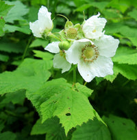 Rubus Parviflorus Flower seeds for Planting, Hardy Variety Heirloom & GMO Free Seeds for Home Garden