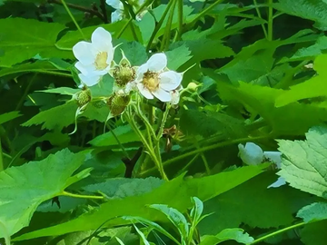 Edible Red Thimbleberries on Plant