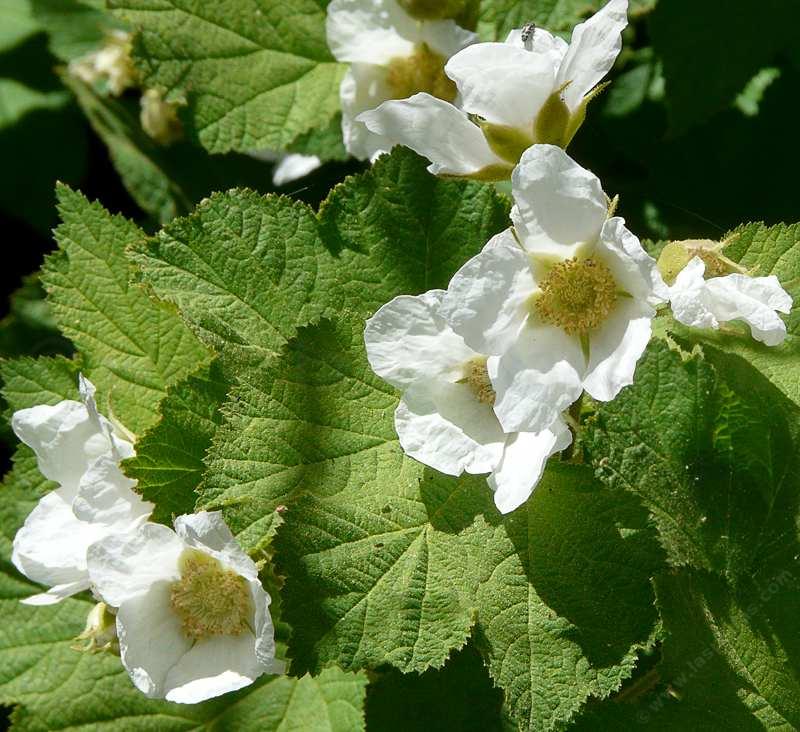 Rubus Parviflorus Flower seeds for Planting, Hardy Variety Heirloom & GMO Free Seeds for Home Garden