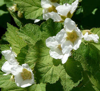 Rubus Parviflorus Flower seeds for Planting, Hardy Variety Heirloom & GMO Free Seeds for Home Garden
