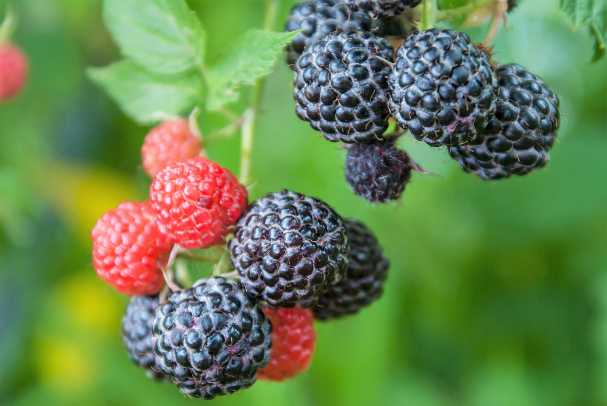 Rubus ursinus blackberries ripening on vine