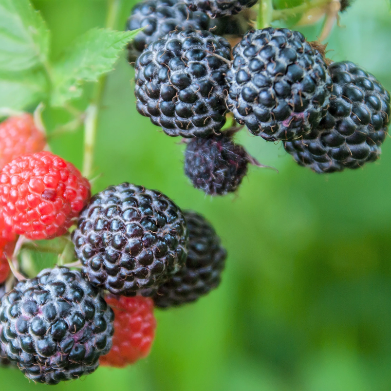 Rubus ursinus blackberries ripening on vine