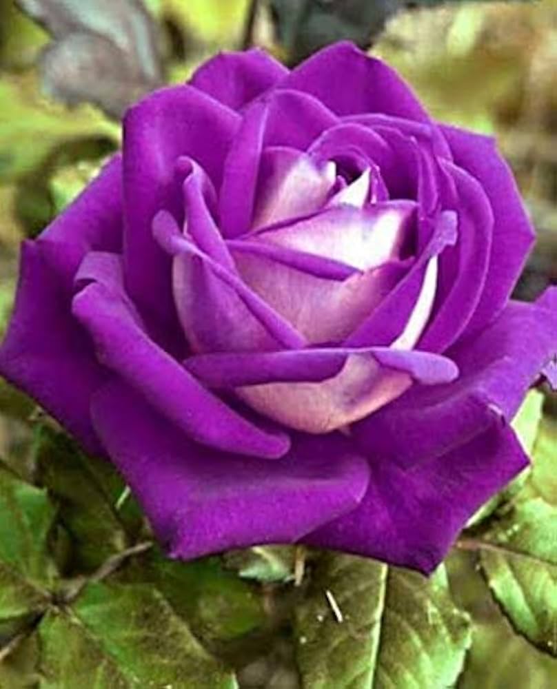 Ruby Rose Violet Mix Seeds for Beautiful Flower Beds