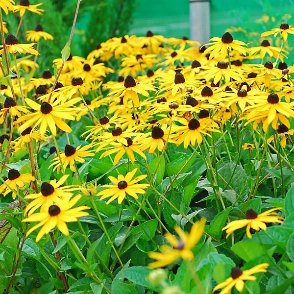 Fulgida Flower seeds for Planting Colorful Display Heirloom & GMO Free Seeds for Home Garden