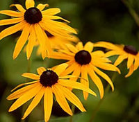 Fulgida Flower seeds for Planting Colorful Display Heirloom & GMO Free Seeds for Home Garden