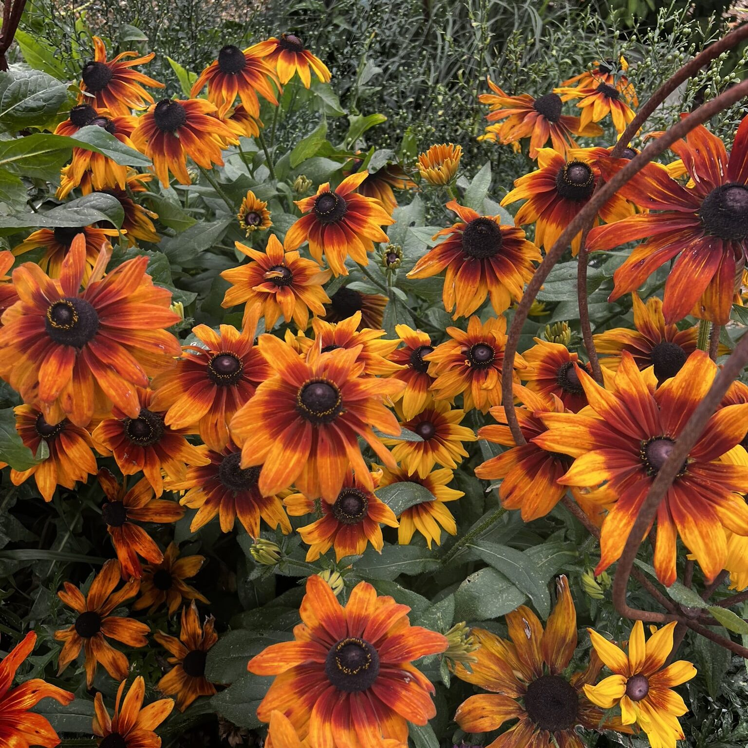 Orange Rudbeckia Flower seeds for Planting - Easy to Grow, Heirloom & GMO Free Seeds for Home Garden