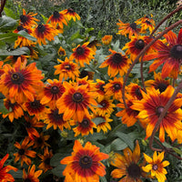 Orange Rudbeckia Flower seeds for Planting - Easy to Grow, Heirloom & GMO Free Seeds for Home Garden