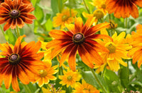 Orange Cappuccino Rudbeckia Flower seeds for Planting - Seasonal Bloomer, Heirloom & GMO Free Seeds for Home Garden